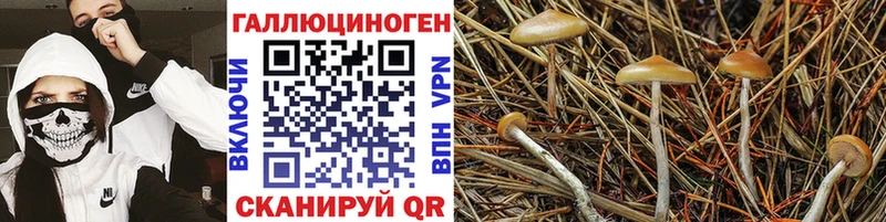Галлюциногенные грибы MAGIC MUSHROOMS  цены   Котельнич 